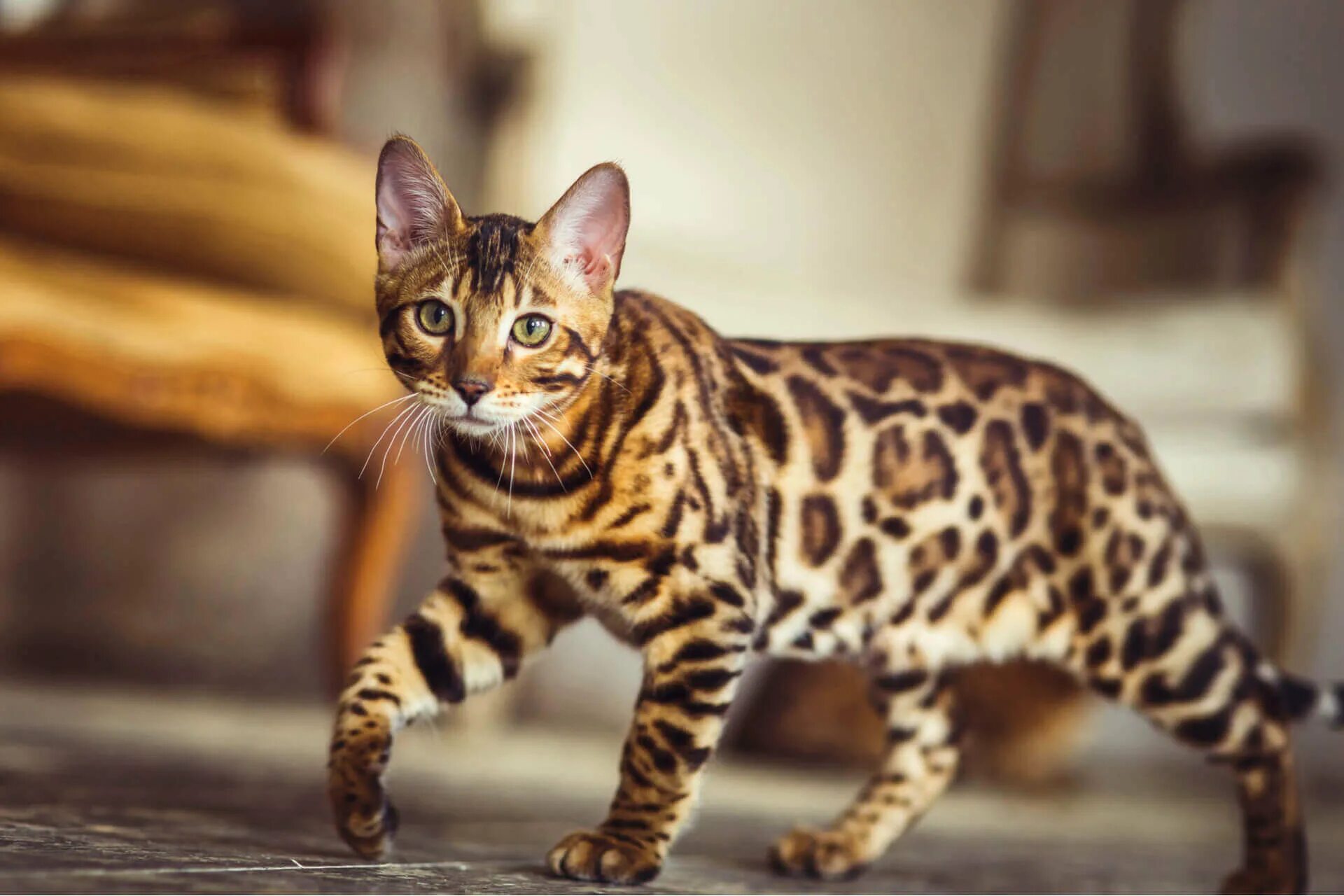 Котики фото цена Породы пятнистых кошек с фото и названиями: кошки с леопардовым окрасом
