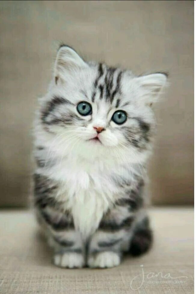 Котики фото цена New book Here!!! #fanfiction #Fanfiction #amreading #books #wattpad Kittens cute