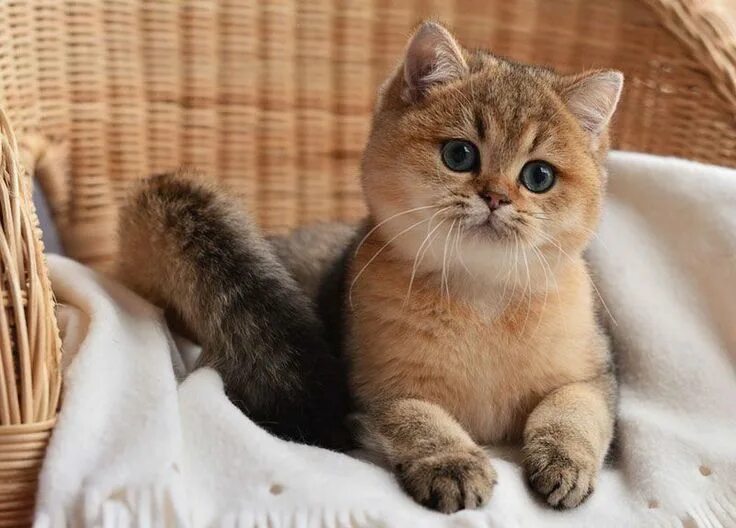 Котики фото цена Характер и поведение кошки шиншиллы - PetTime Gattini, Gatti, Animali