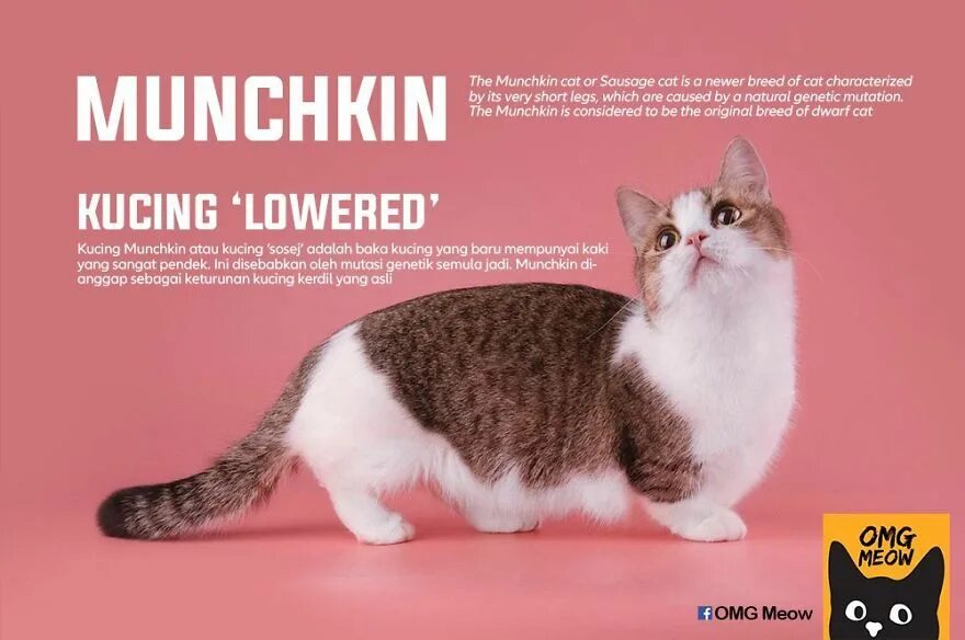 Котики фото цена 30 Of The Most Popular Cat Breeds And Their Origins Cat breeds, Popular cat bree