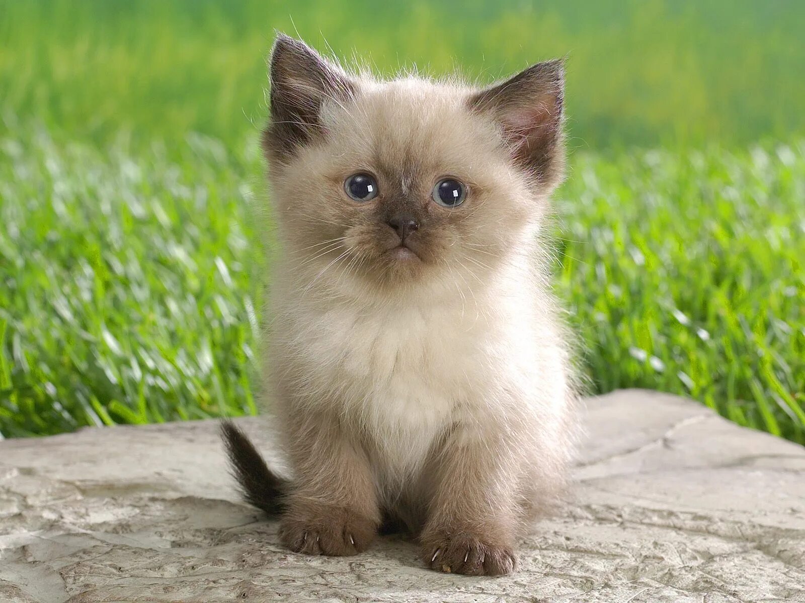 Котики фото цена Wallpaper : black, whiskers, Thai, boy, eye, kitten, fluffy, fauna, burmese, cat