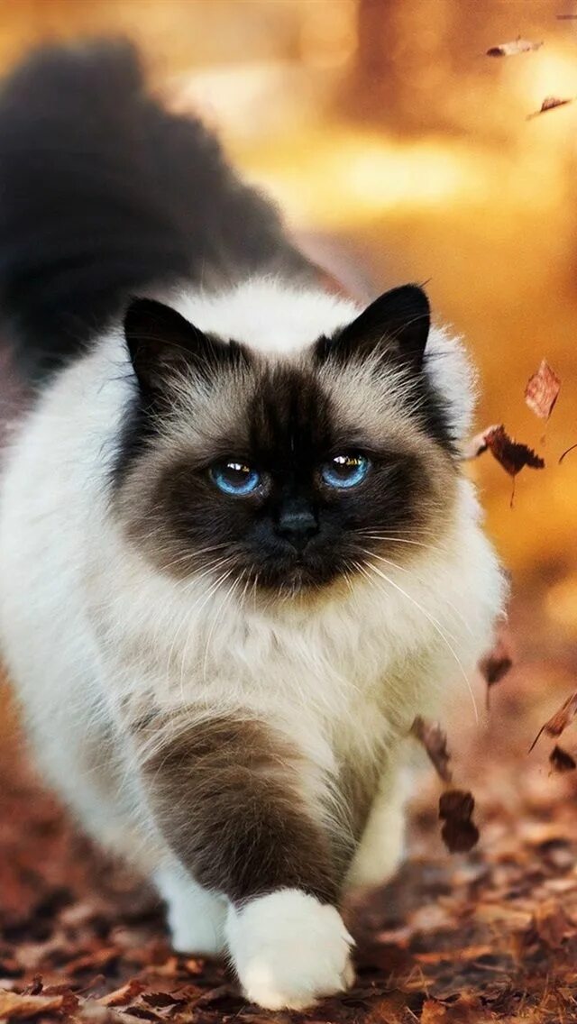 Котики фото восини 20 iPhone Siamese Cat Wallpaper Cute cats, Cute cats and dogs, Cute baby animals