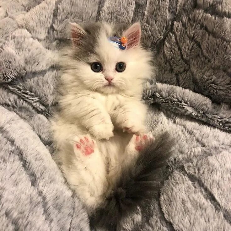 Котики фото восини Пин на доске ❤ Sweet Cats ❤ Милые котики, Детеныши животных, Очаровательные котя