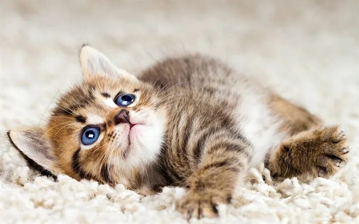 Котики фото восини Download wallpapers American Bobtail, close-up, blue eyes, pets, kitten, domesti