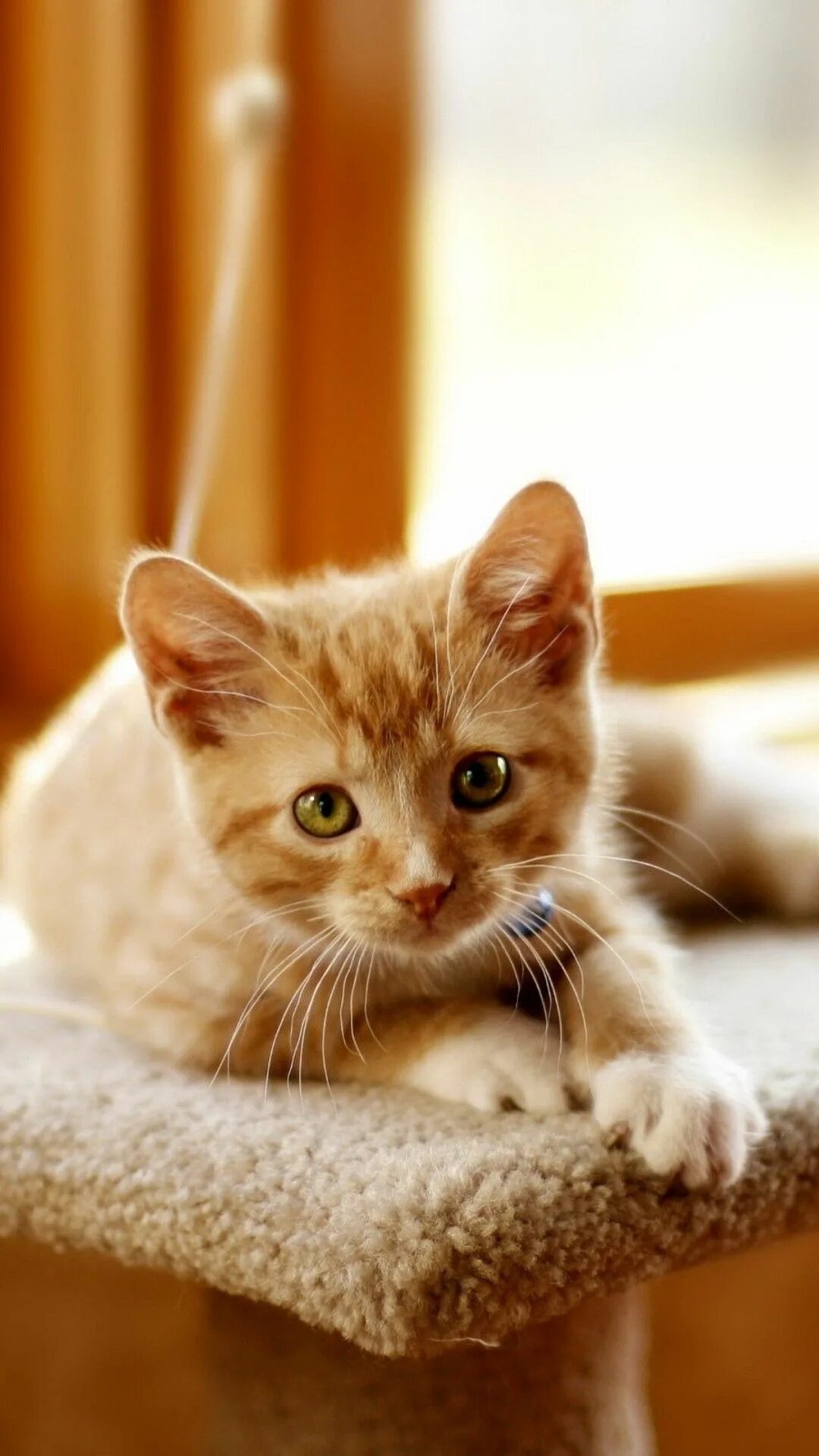 Котики фото восини Iphone cats "Design studio" Perros, Gatos, Gatito