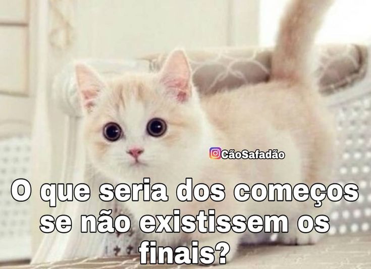 Котики фото восини desapega sentimentos o amor frases pensamentos refletindo frasesinspiradoras poe