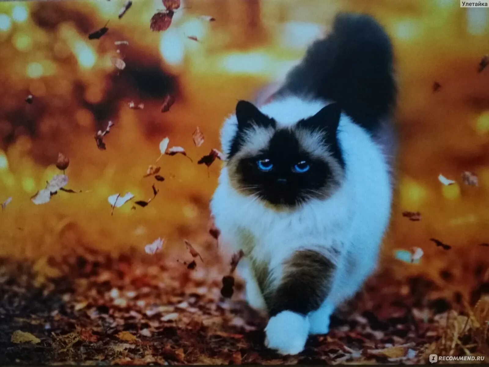 Котики фото восини Сайт CatShadow - интернет-магазин почтовых открыток и товаров для посткроссинга 