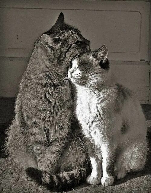 Котики и кошки фото Cats and Stuff Cute animals, Crazy cats, Cats