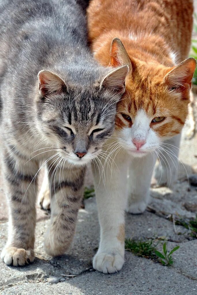 Котики и кошки фото @cutecatgo * Instagram photos and videos Cute cats, Beautiful cats, Dog cat