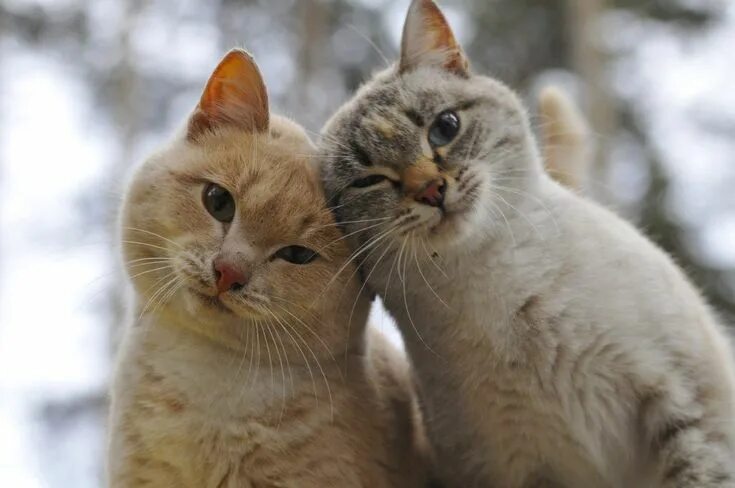 Котики и кошки фото Пин от пользователя Павел Шнитов на доске Кошки Очаровательные котята, Милые дет