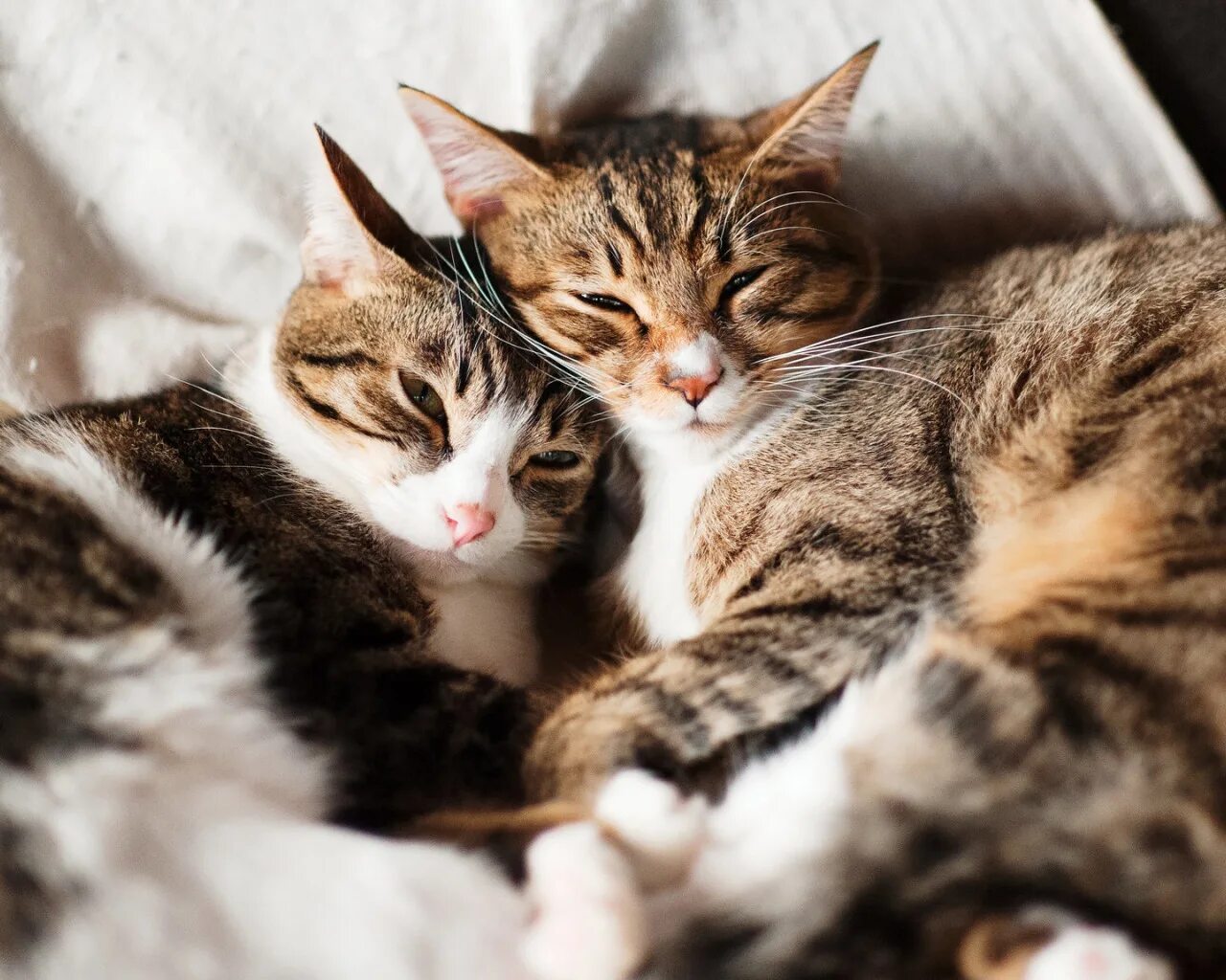 Котики и кошки фото Скачать обои кошка, кот, взгляд, свет, кошки, поза, уют, отдых, раздел кошки в р