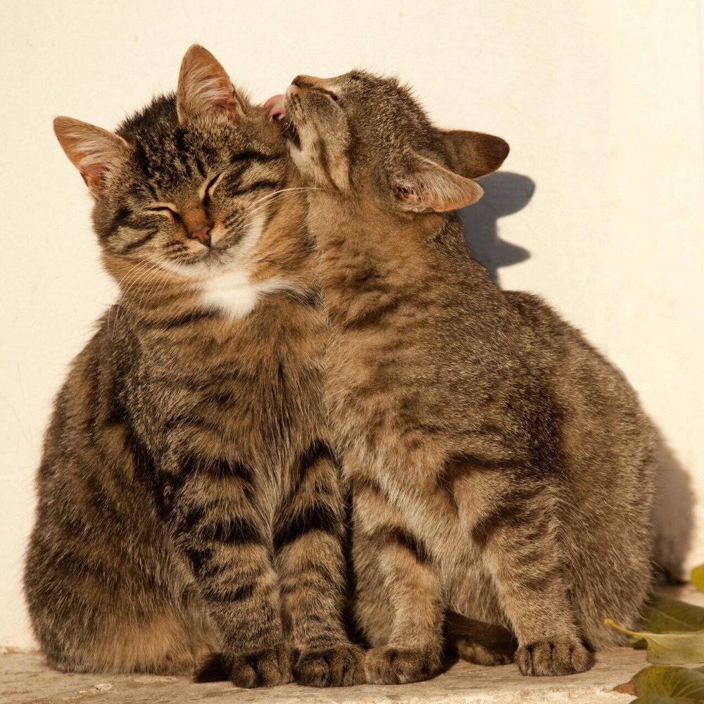 Котики и кошки фото Image about love in Cute Cats by Melissa on We Heart It Cute animals, Cute cats,