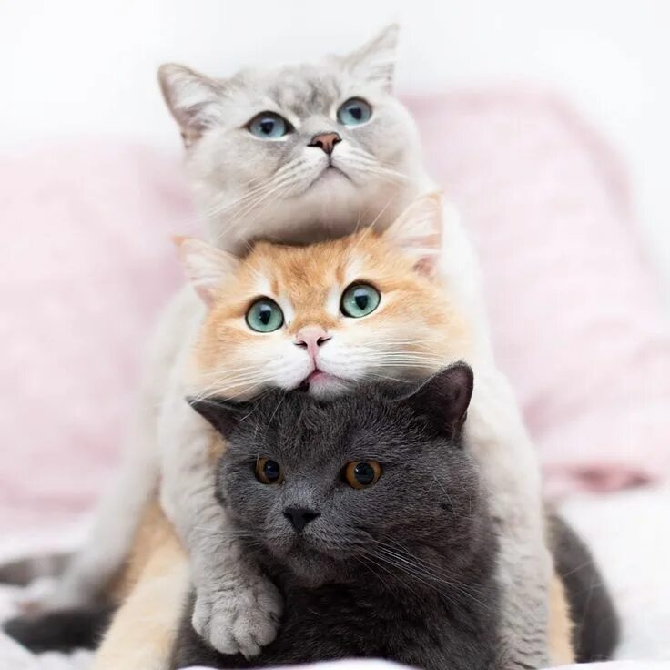 Котики и кошки фото Este posibil ca imaginea să conţină: pisică Friendly dog breeds, Pretty cats, Cu