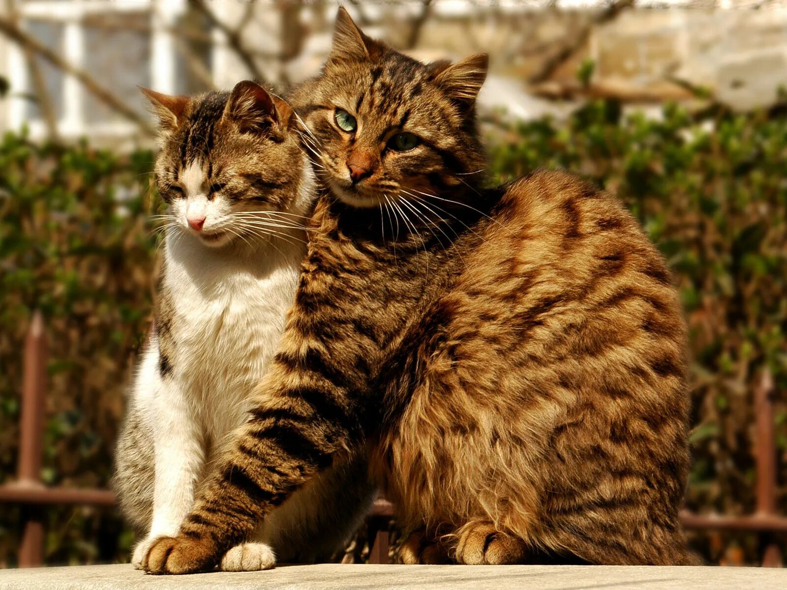 Котики и кошки фото so close Кошки