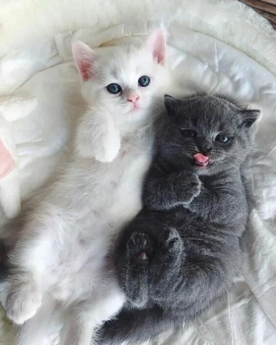 Котики и кошки фото a cute picture of two kittens on a bed Schattige dieren, Grappige katten, Dieren