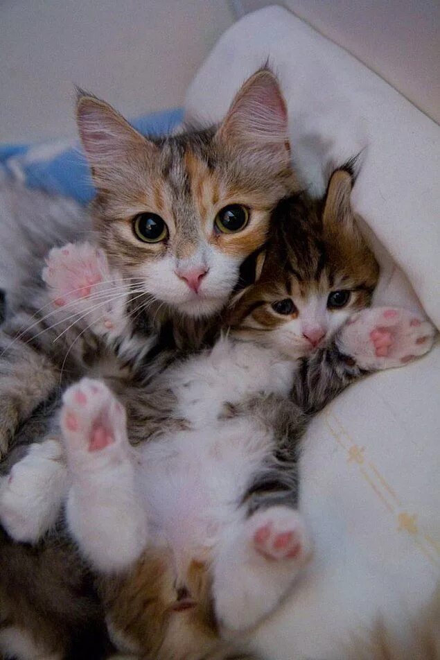 Котики и кошки фото Küçücük Yavrularıyla Minnoşluğuna Minnoşluk Katmış 38 Kedi Kittens cutest, Cute 