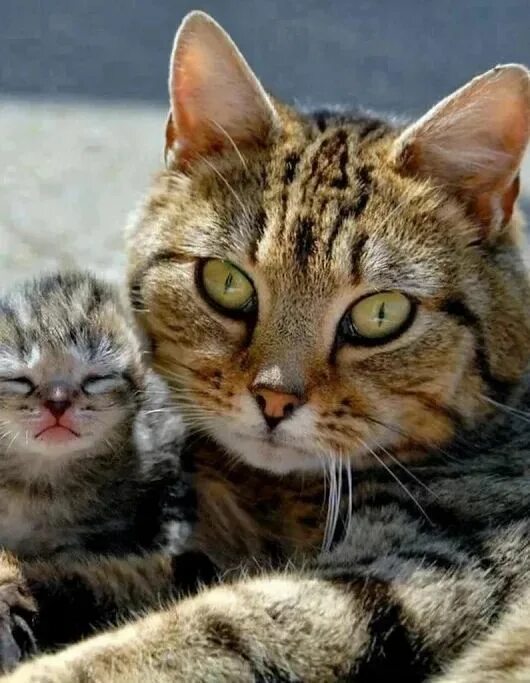 Котики и кошки фото Mother's Day: 15 Adorable Mama Cats & Their Kittens PICTURES - CatTime Сумасшедш