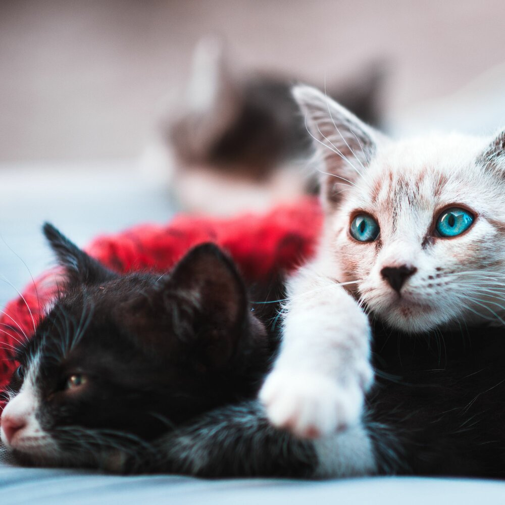 Котики и кошки фото Моменты (Спящие кошки) большой Музыка для кошек слушать онлайн на Яндекс Музыке