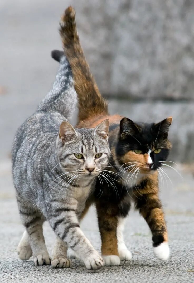 Котики и кошки фото Cats - Katzen Cute cats, Pretty cats, Pets