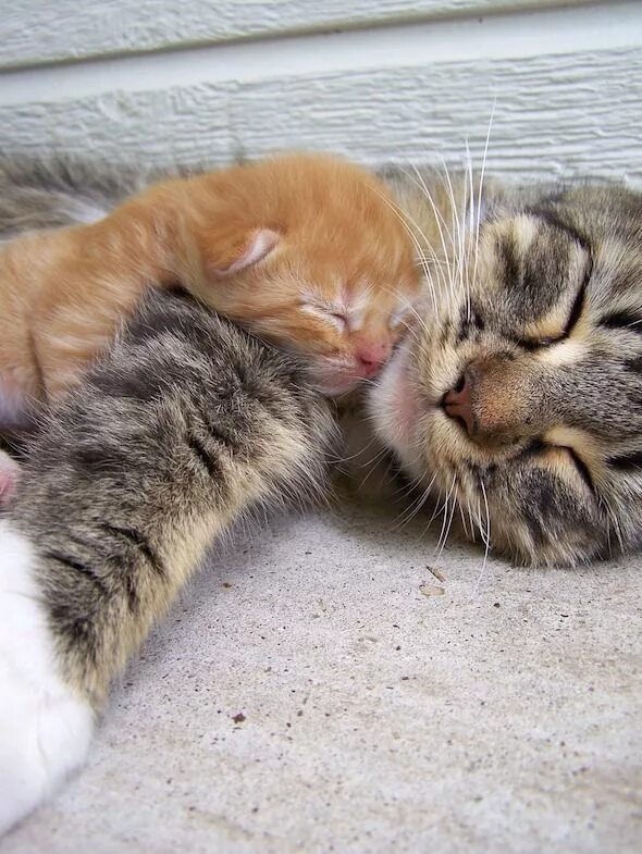 Котики и кошки фото Pin on Cats - Katzen