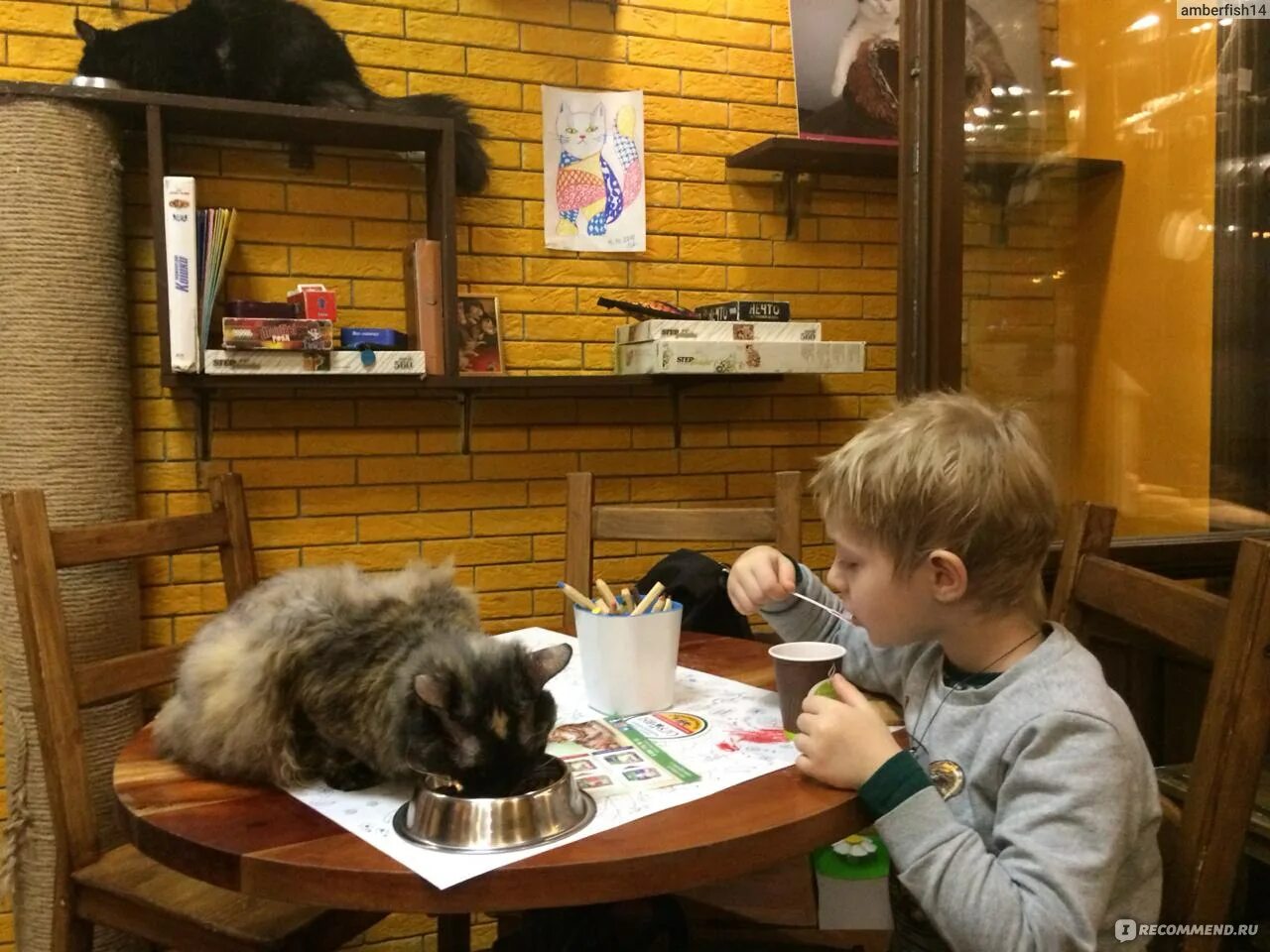 Котики и люди ул гиляровского 17 фото Котики и люди, Москва - "милые котики - дорого" отзывы