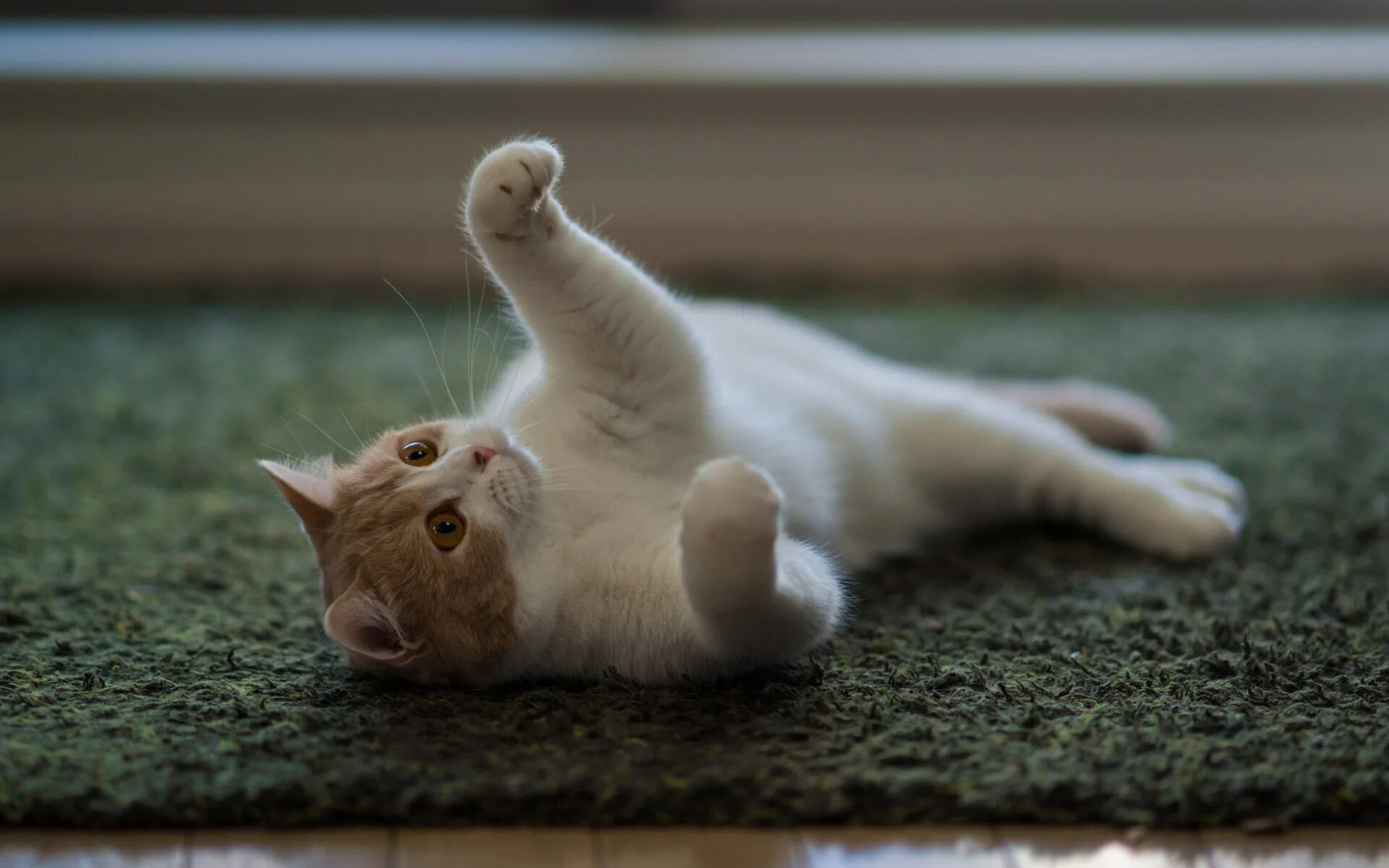 Котики играют фото Скачать обои кошка, кот, играет, палас, раздел кошки в разрешении 1920x1200