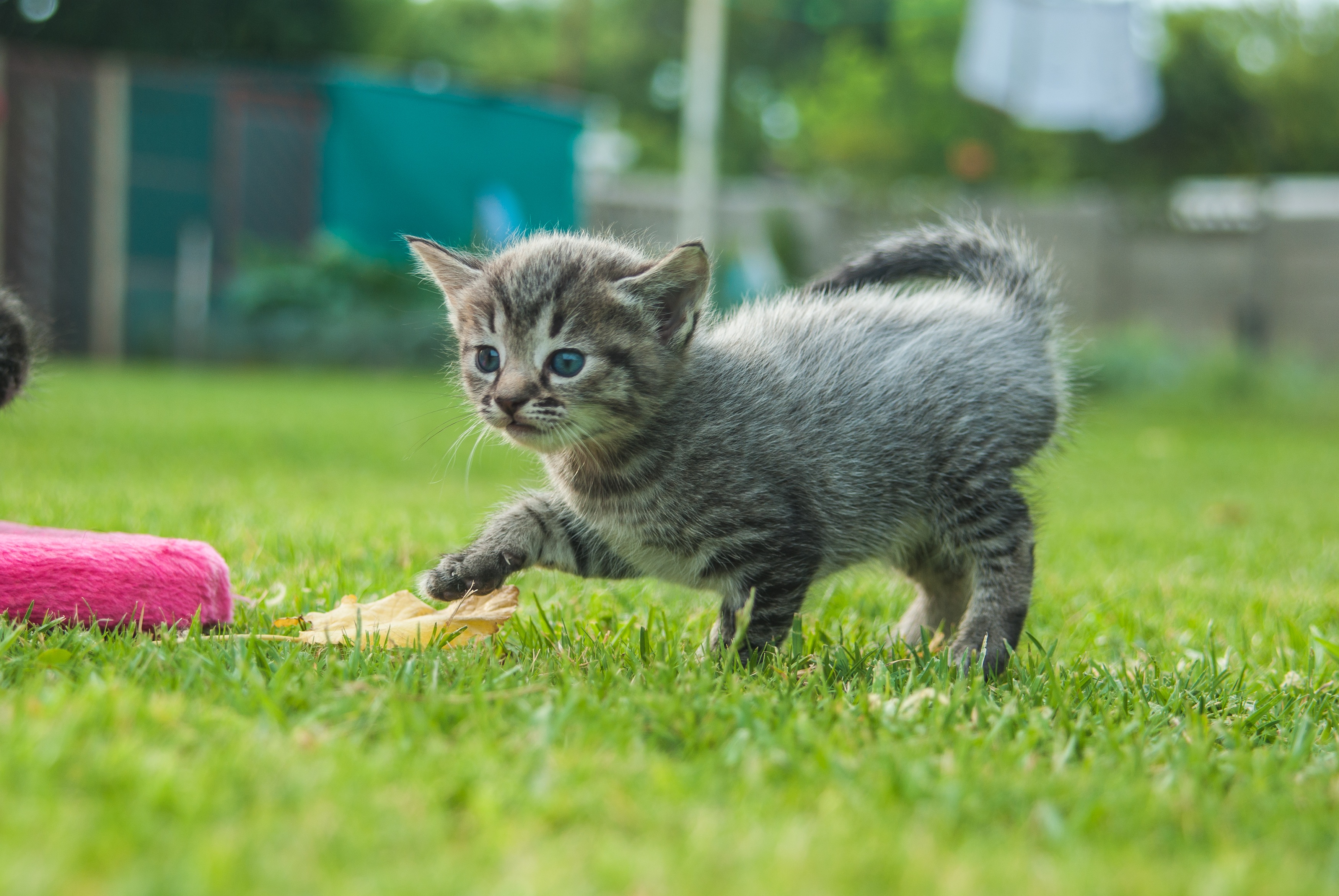Котики играют фото Cat Pet Play free image download