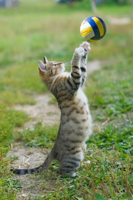 Котики играют фото Cat Toys: Everything You Need To Know - CatTime Animaux extraordinaires, Animaux