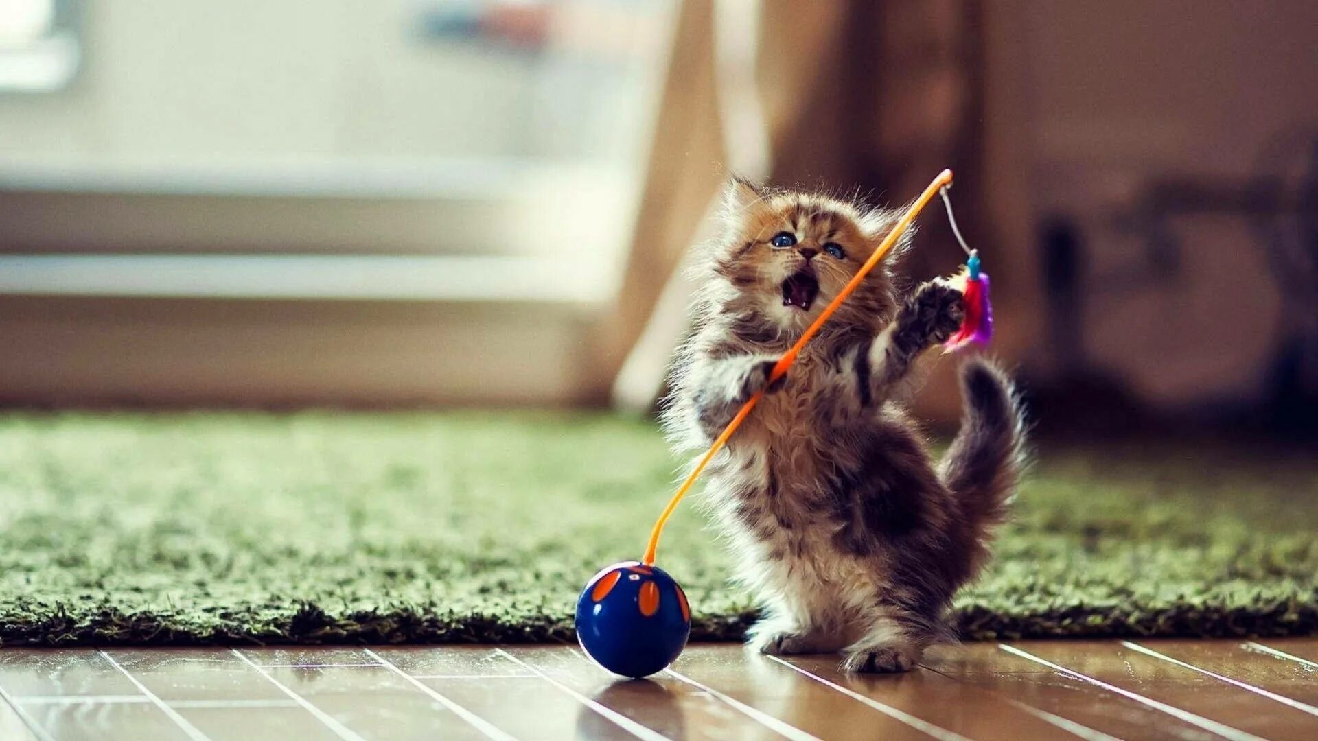 Котики играют фото Download Kitten With Toy Fish Wallpaper Wallpapers.com