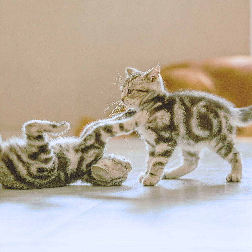 Котики играют фото Boy With Pets альбом Cat Lovers слушать онлайн бесплатно на Яндекс Музыке в хоро