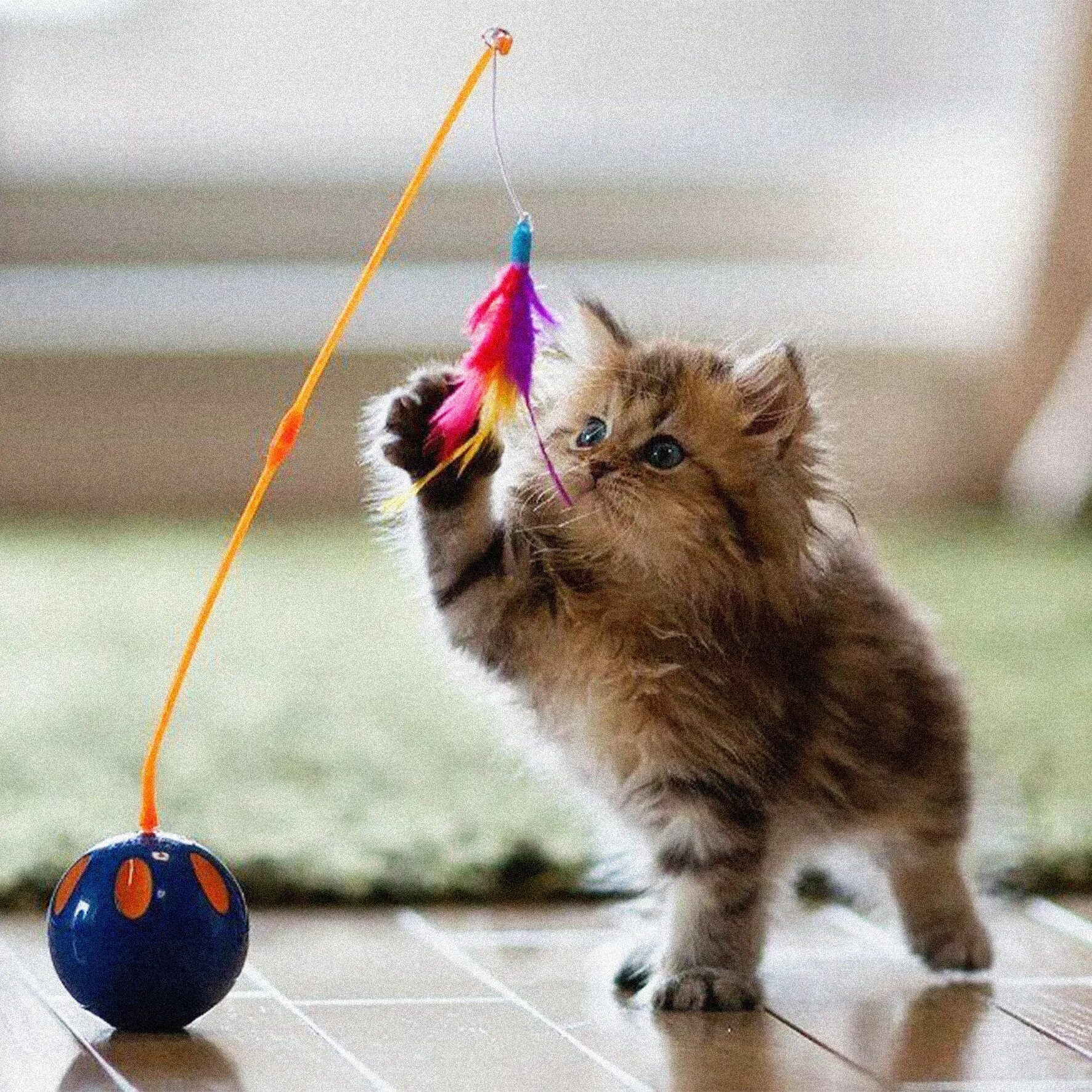 Котики играют фото Опасные игрушки! - блог ТерраВЕТ - клиника 24/7