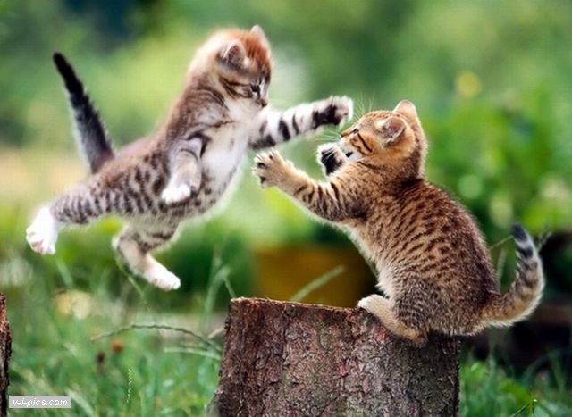 Котики играют фото Dolceluna s Guestbook " MyBoomerPlace.com - Baby Boomer Social Network Очаровате