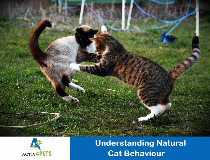 Котики играют фото Pin de Activ4PetsIndia em Activ4Pets India Filhotes de gatos, Comportamento do g