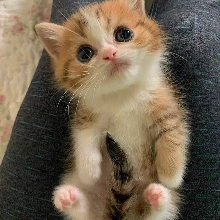 Котики картинки милые и смешные фото T-Shirt Shop now Free Shipping Worldwide #catsofinstagram #cats #cat #of #instag