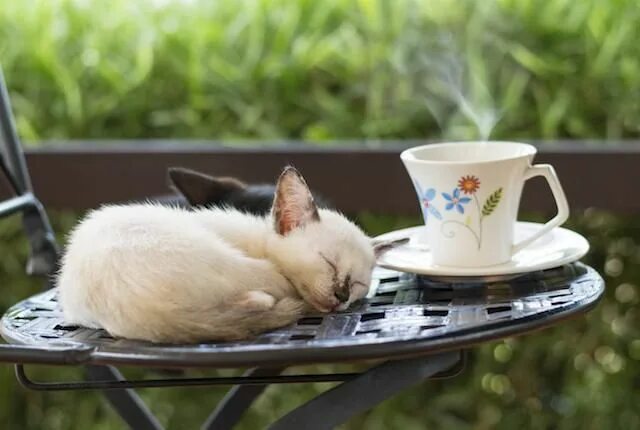 Котики картинки утро позитивные Looking for a New Career? This U.K. Café is Hiring a Cat Nanny Cats, Cat purr, C