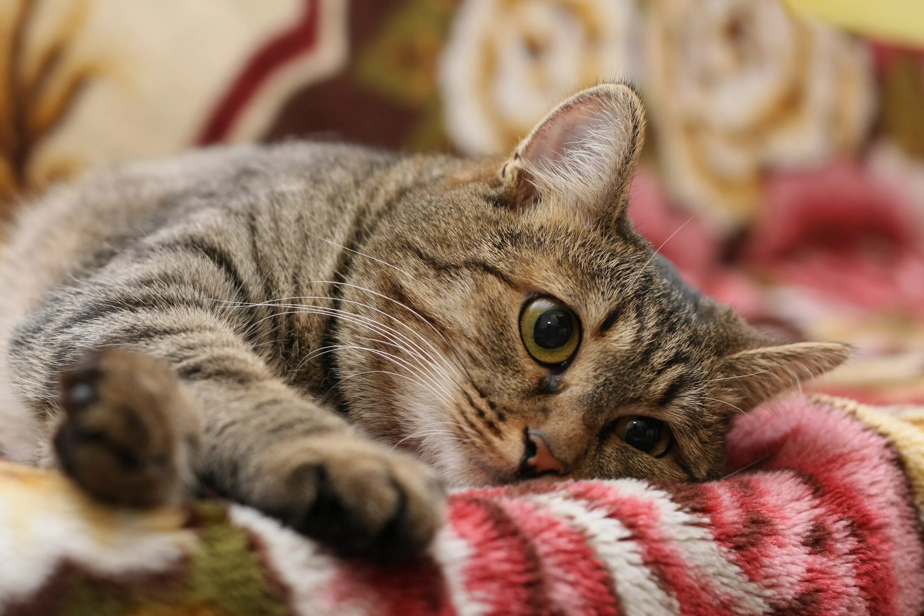 Котики коты фото Wallpaper : cat, face, eyes, lie 3888x2592 - goodfon - 1064411 - HD Wallpapers -