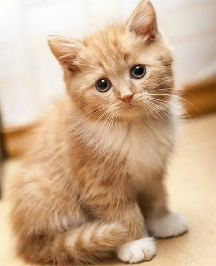 Котики коты фото Рыжий милашка Kittens cutest, Cute animals, Beautiful cats