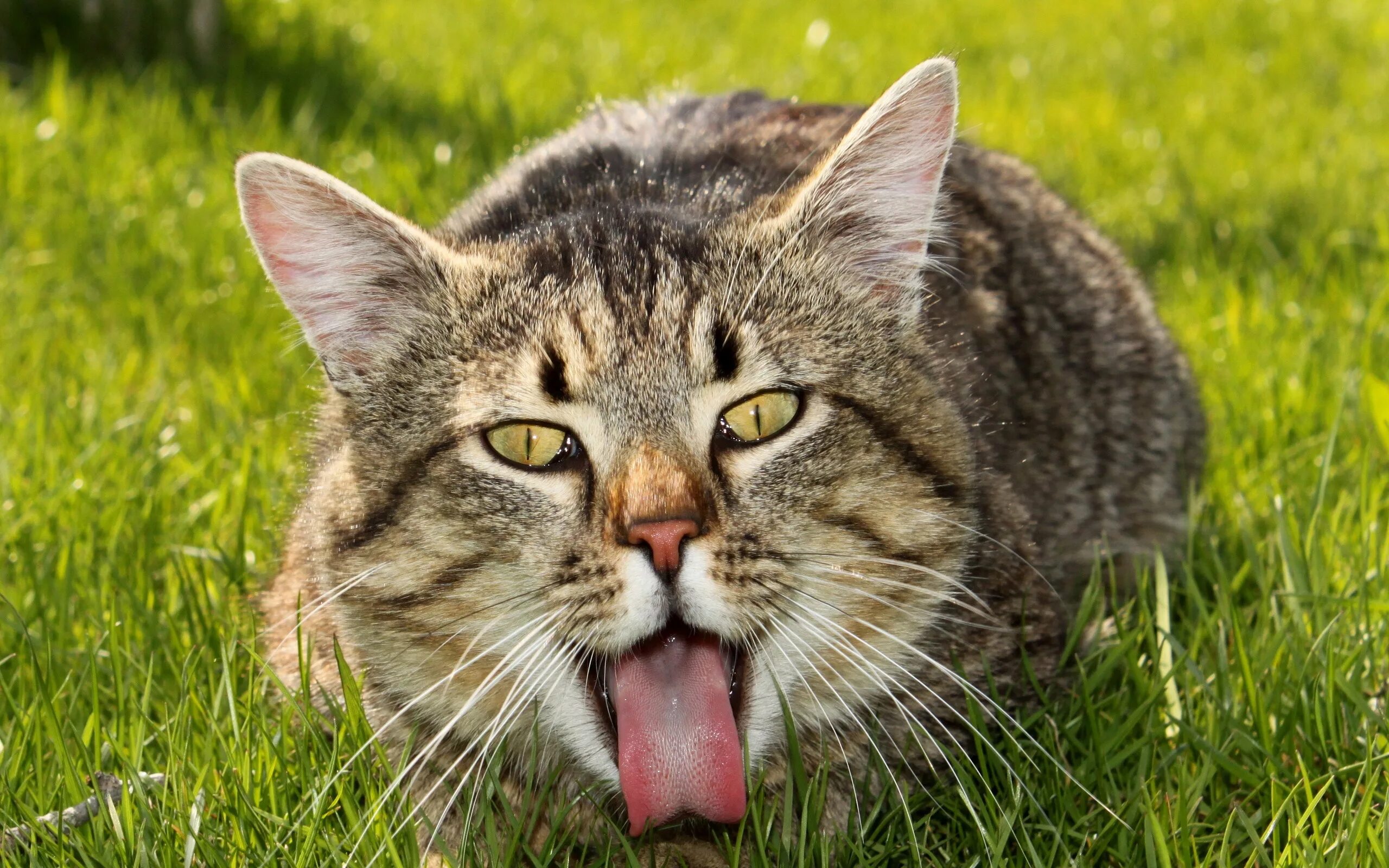 Котики коты фото Обои кот, бакенбарды, полосатый кот, Дикая кошка, живая природа - картинка на ра