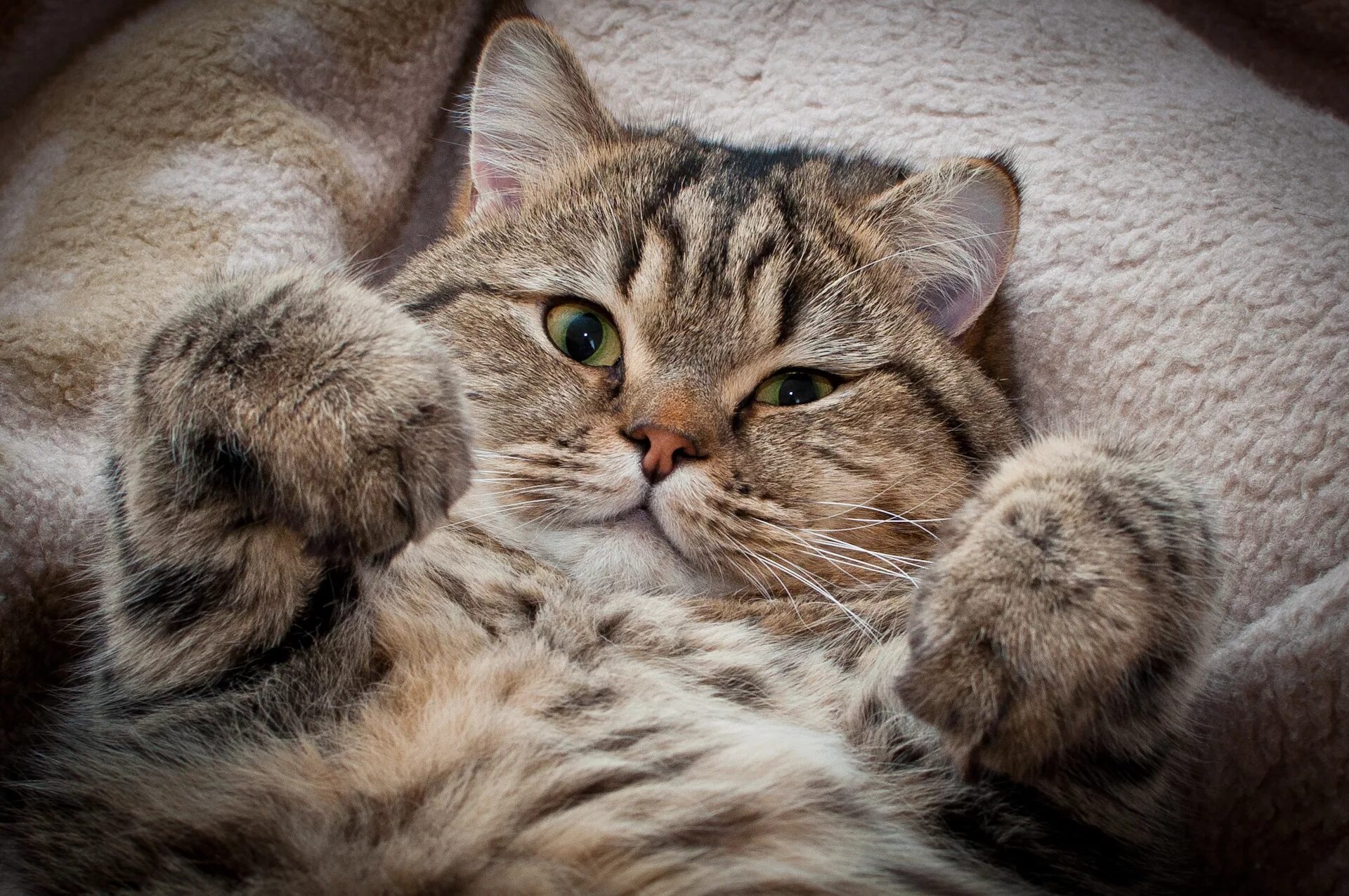 Котики коты фото Кошки любят людей - СИМБИО