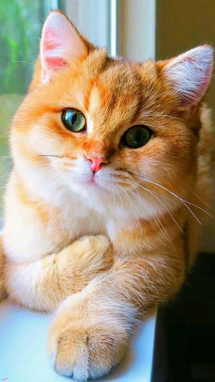 Котики коты фото Кот рыжий Cute cats, Kittens cutest, Pretty cats