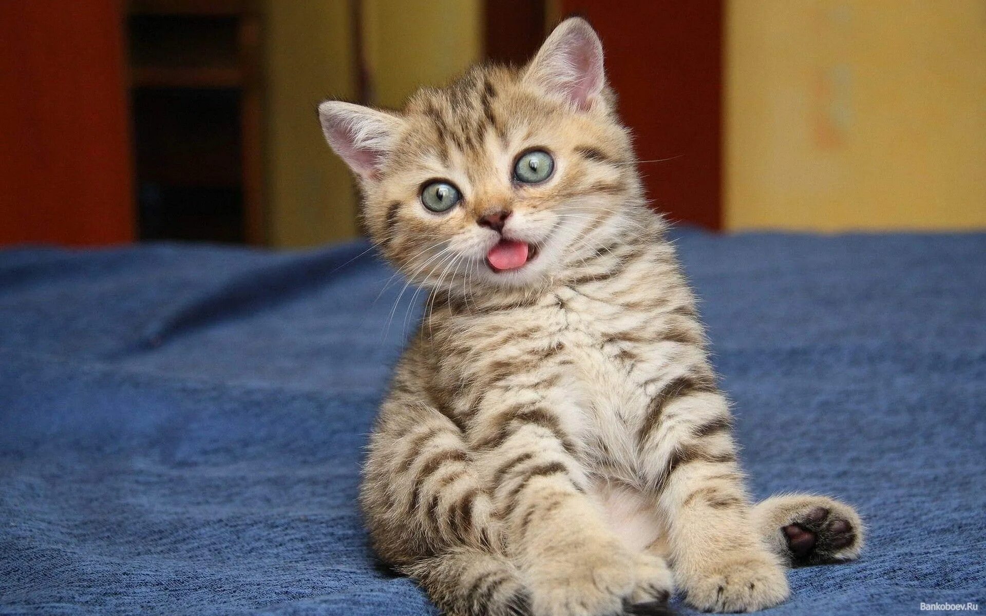 Котики коты фото Pin en Animals