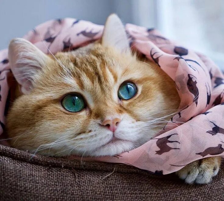 Котики коты фото Кот Хосико из Москвы - представитель породы шотландской короткошерстной (Scottis