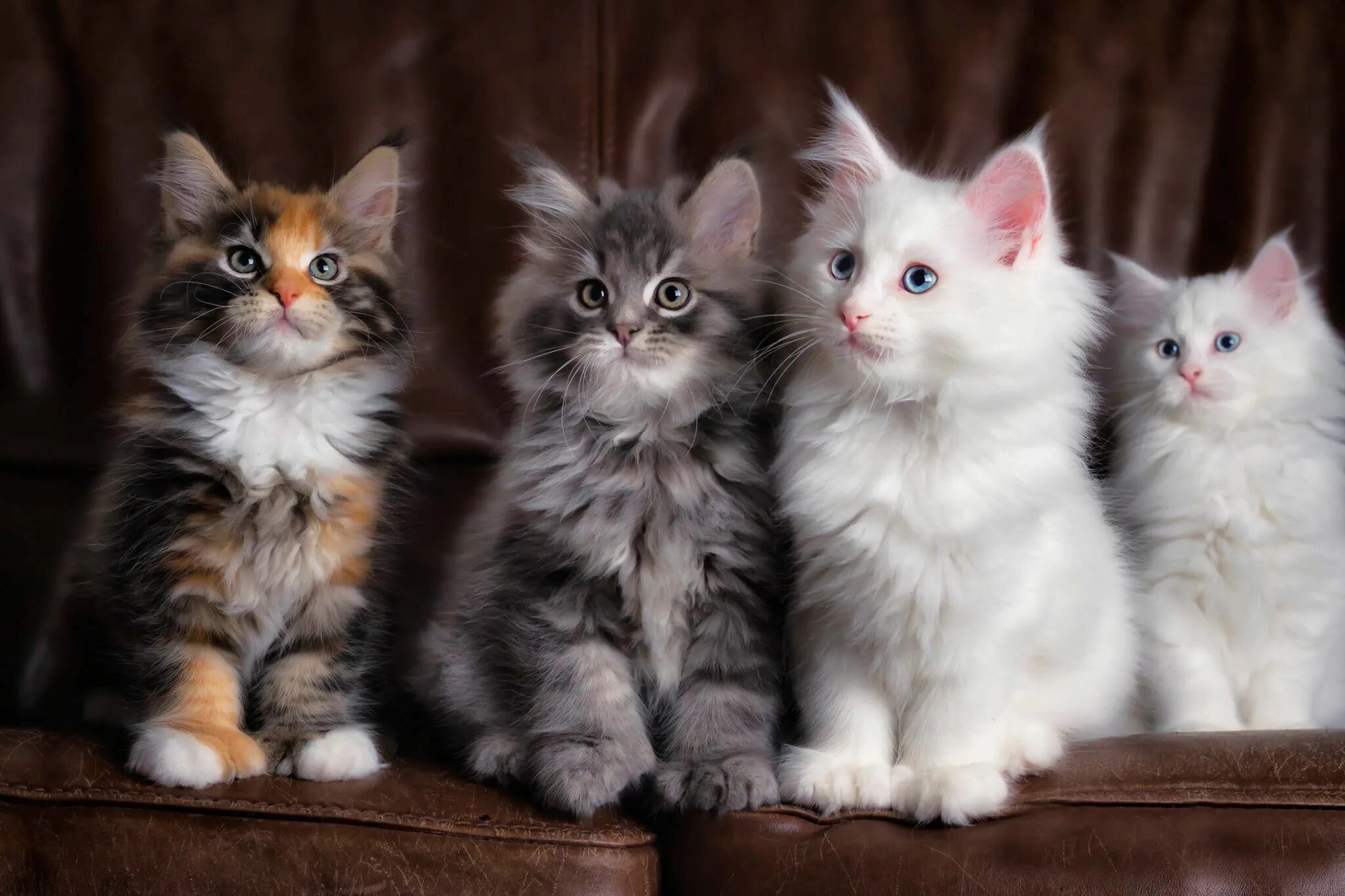 Котики котята фото Pin on Kotě
