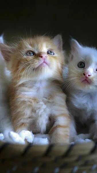 Котики котята фото Пин на доске Smitten With Kittens! -.- Милые котики, Красивые кошки, Очарователь
