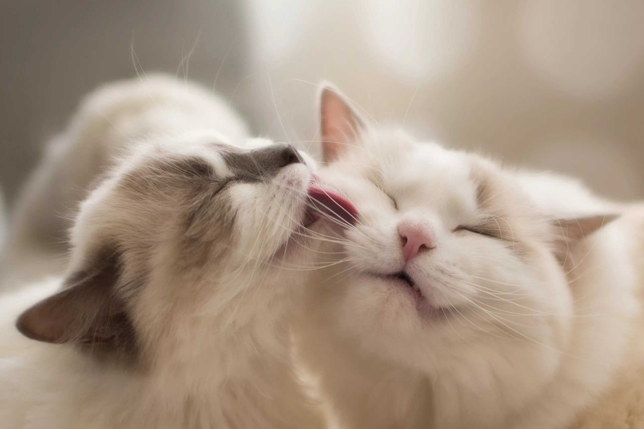 Котики любовь фото Скачать обои кошки, мордочки, мойдодыр, Рэгдолл, раздел кошки в разрешении 2583x