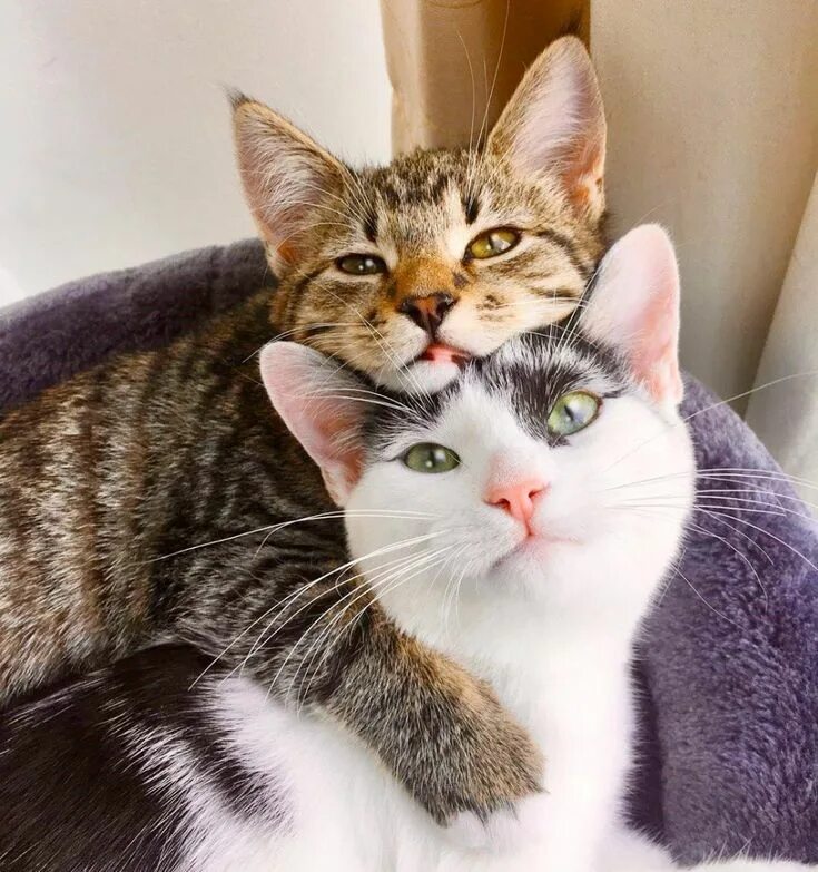 Котики любовь фото Две подруги... Олег Бондаренко Котята, Милые котики, Очаровательные котята