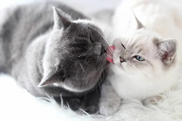 Котики любовь фото Pin by Avrtatiana on British ❤ ️Cats ❤ Cute animals, Cats, Cute cats