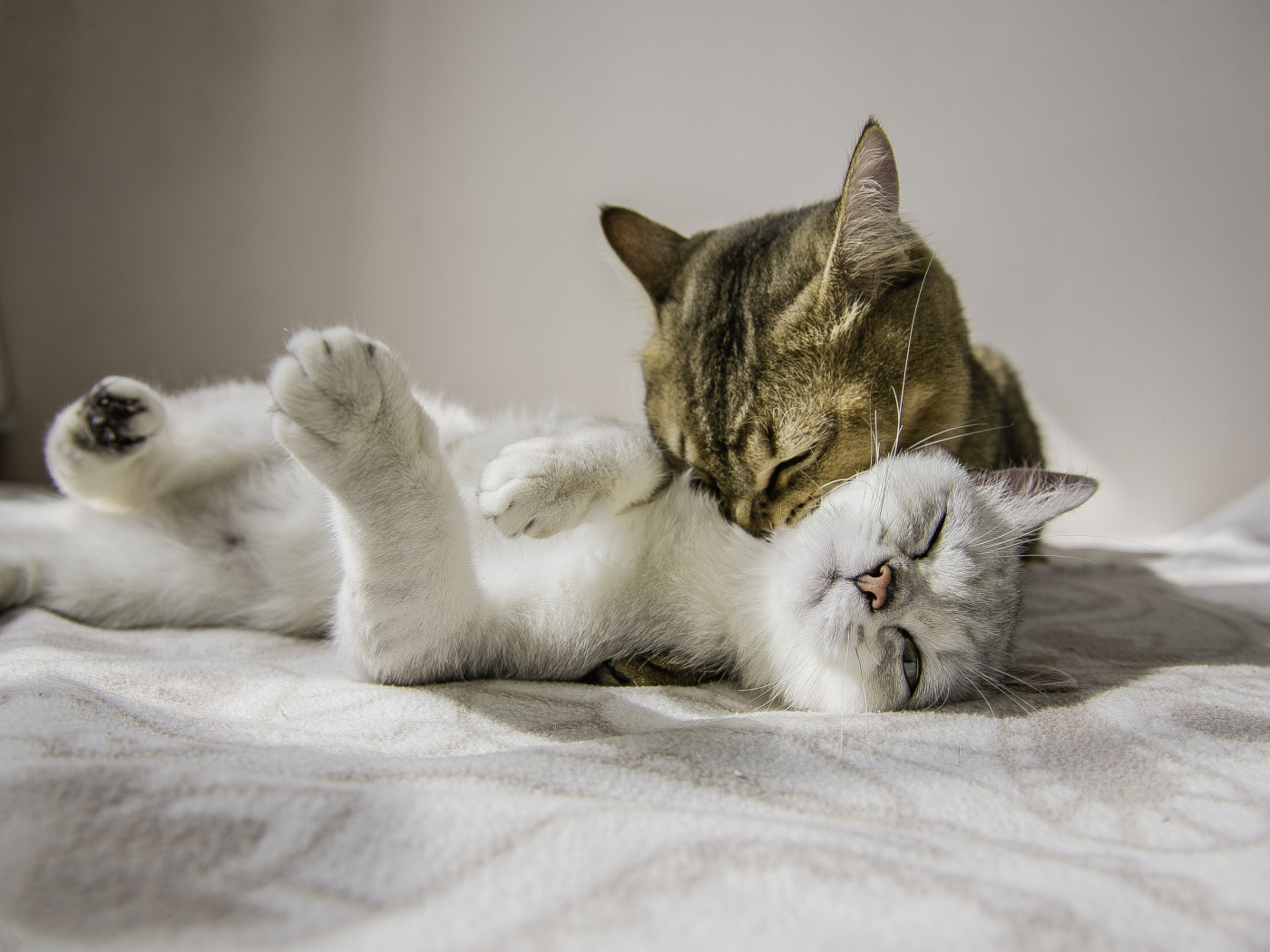 Котики любовь фото Скачать обои кошка, кот, любовь, кошки, парочка, Дездемона, Отелло, раздел кошки