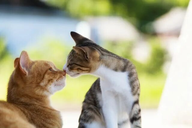 Котики любовь фото や さ し い き も ち by た ま ち ち 猫 ま っ し ぐ ら (ID.3227653)- 写 真 共 有 サ イ ト:PHOTOHITO