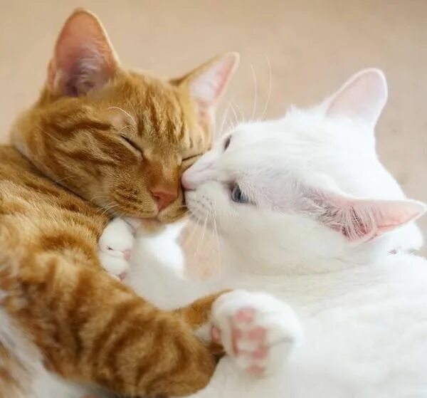 Котики любовь фото Ошибка 429 Pretty cats, Cute cats, Beautiful cats